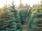 Soy Candle - Fraser Fir 9 oz. Frosted Amber Glass