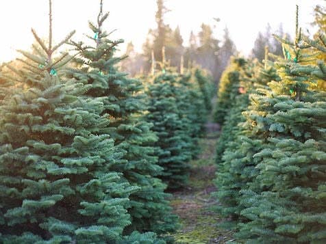 Soy Candle - Fraser Fir 9 oz. Frosted Amber Glass