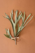 ARTIFICIAL STAGHORN FERN STEM