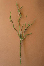 BOTANICA #9028